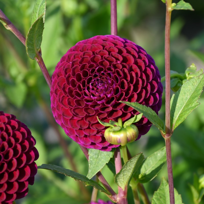Dahlia 'Downham Royal' Dahlia 'Downham Royal'