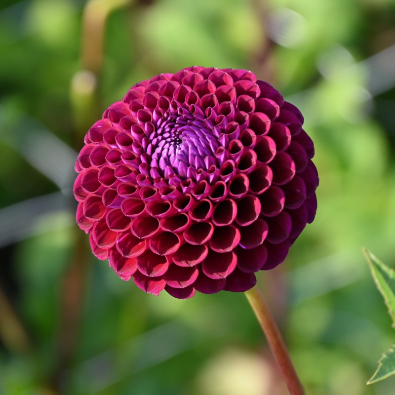 Dahlia 'Downham Royal' Dahlia 'Downham Royal'
