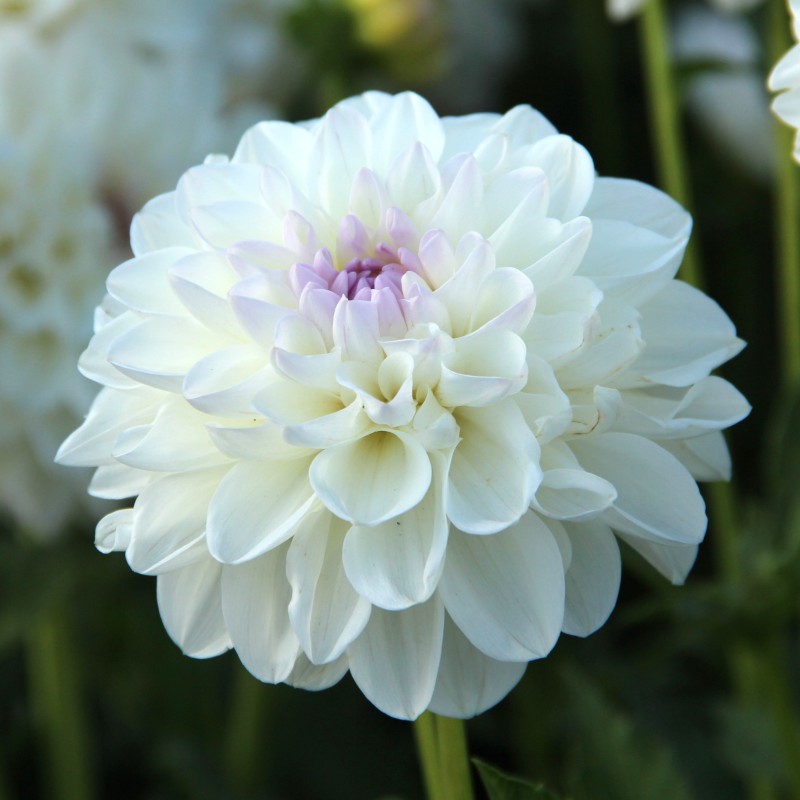 Dahlia 'Eveline' BIO Dahlia 'Eveline' BIO