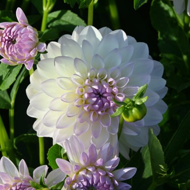 Dahlia 'Eveline' BIO Dahlia 'Eveline' BIO