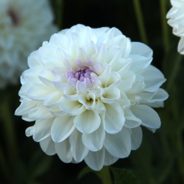 Dahlia 'Eveline' BIO Dahlia 'Eveline' BIO