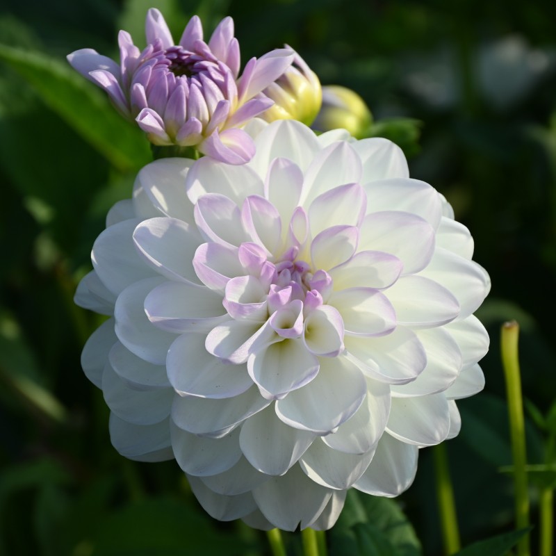 Dahlia 'Eveline' BIO Dahlia 'Eveline' BIO