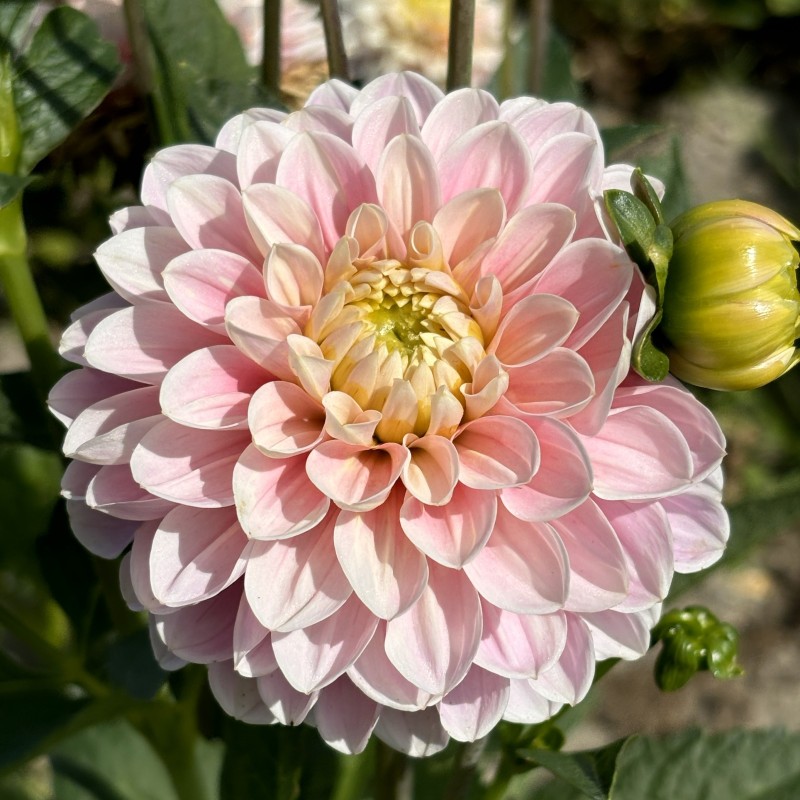 Dahlia 'Faye' BIO Dahlia 'Faye' BIO