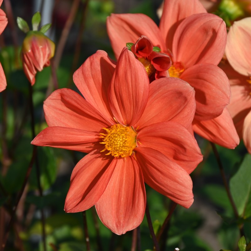 Dahlia 'G.F. Hemerik' Dahlia 'G.F. Hemerik'