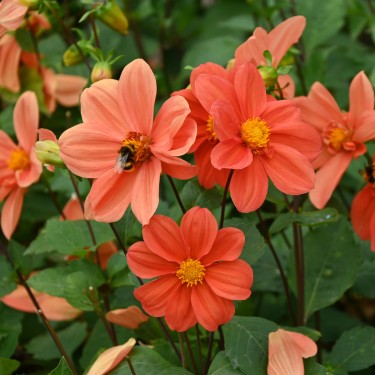 Dahlia 'G.F. Hemerik' Dahlia 'G.F. Hemerik'