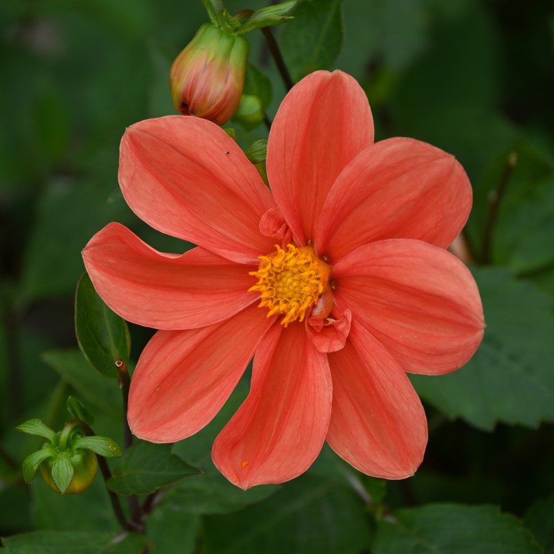 Dahlia 'G.F. Hemerik' Dahlia 'G.F. Hemerik'