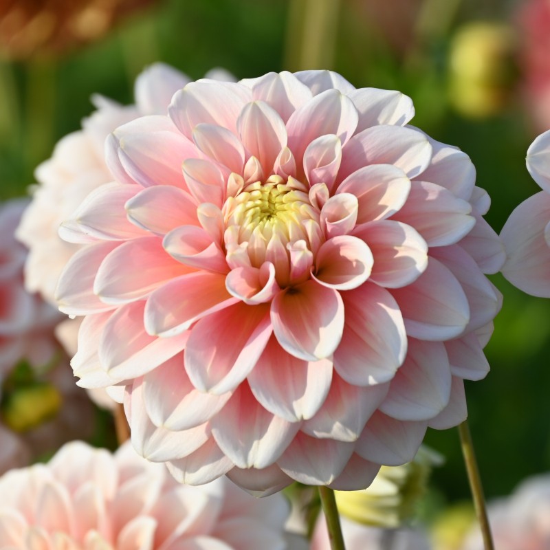 Dahlia 'Giovanna' BIO Dahlia 'Giovanna' BIO
