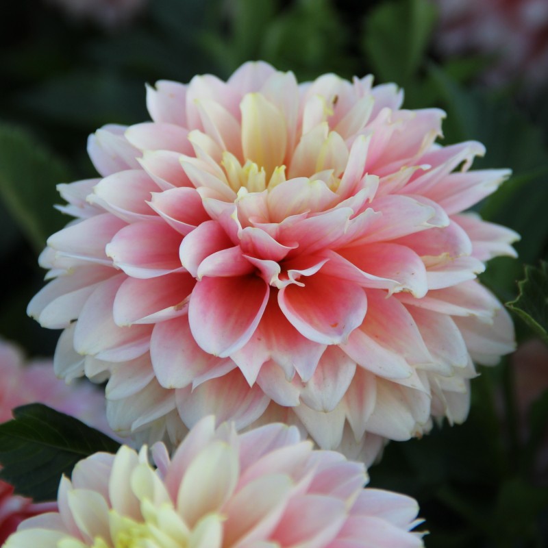 Dahlia 'Giovanna' BIO Dahlia 'Giovanna' BIO