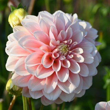 Dahlia 'Giovanna' BIO Dahlia 'Giovanna' BIO
