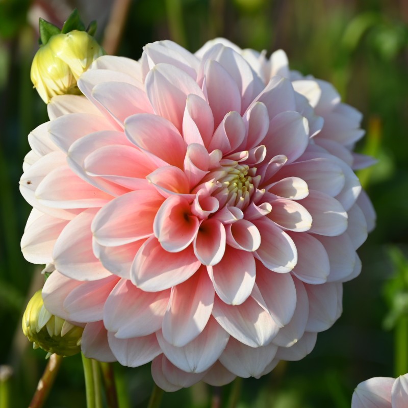 Dahlia 'Giovanna' BIO Dahlia 'Giovanna' BIO