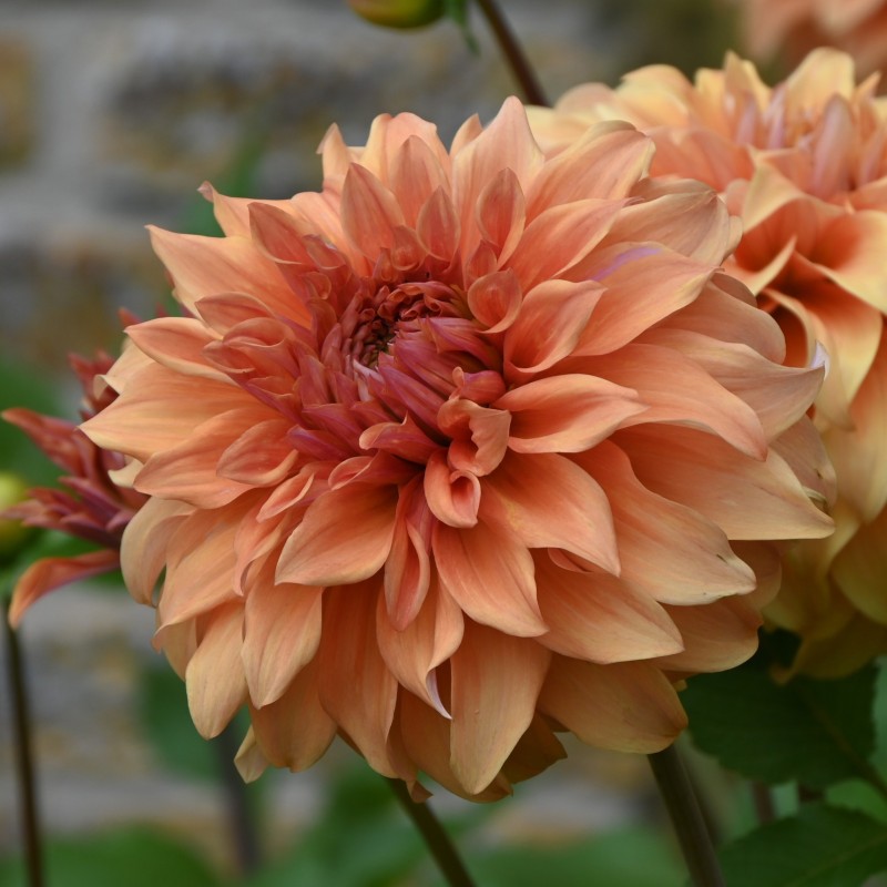 Dahlia 'Great Hercules' Dahlia 'Great Hercules'