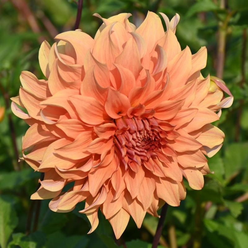Dahlia 'Great Hercules' Dahlia 'Great Hercules'
