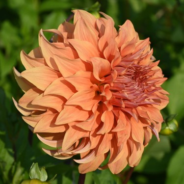 Dahlia 'Great Hercules' Dahlia 'Great Hercules'
