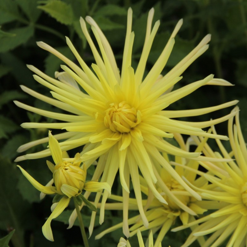Dahlia 'Gryson's Yellow Spider' Dahlia 'Gryson's Yellow Spider'