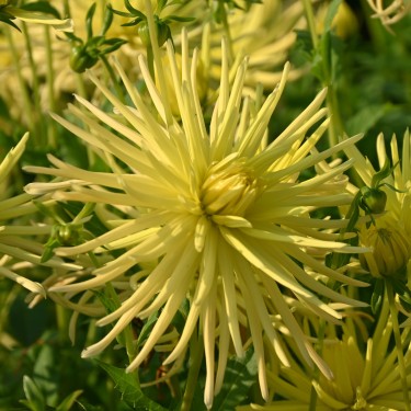 Dahlia 'Gryson's Yellow Spider' Dahlia 'Gryson's Yellow Spider'