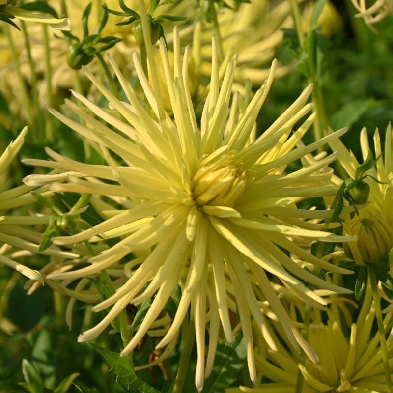 Dahlia 'Gryson's Yellow Spider' Dahlia 'Gryson's Yellow Spider'
