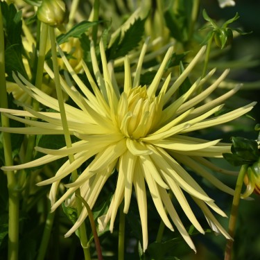 Dahlia 'Gryson's Yellow Spider' Dahlia 'Gryson's Yellow Spider'