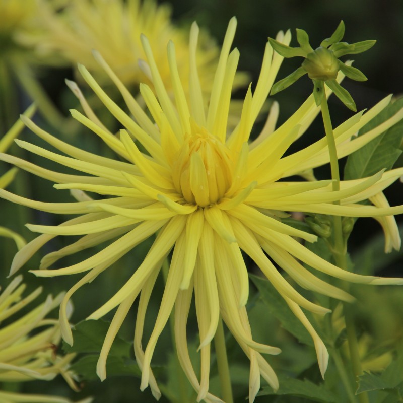Dahlia 'Gryson's Yellow Spider' Dahlia 'Gryson's Yellow Spider'