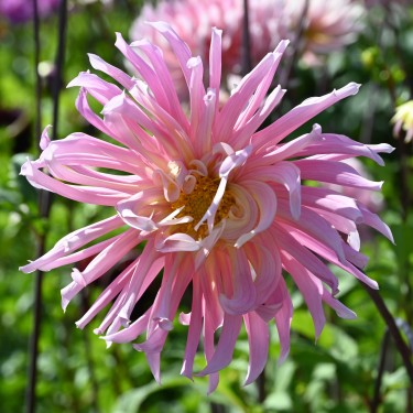 Dahlia 'Hollyhill Cotton Candy' Dahlia 'Hollyhill Cotton Candy'
