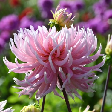 Dahlia 'Hollyhill Cotton Candy' Dahlia 'Hollyhill Cotton Candy'