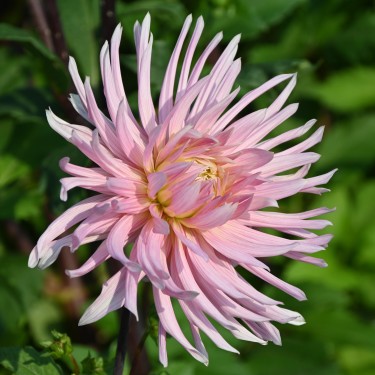 Dahlia 'Hollyhill Cotton Candy' Dahlia 'Hollyhill Cotton Candy'