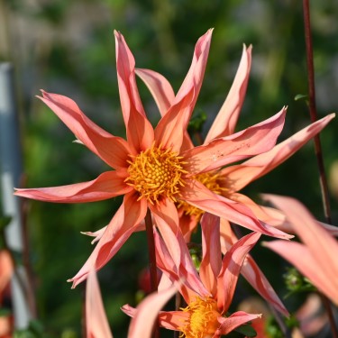 Dahlia 'Honka Orange'