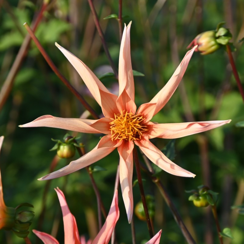 Dahlia 'Honka Orange'