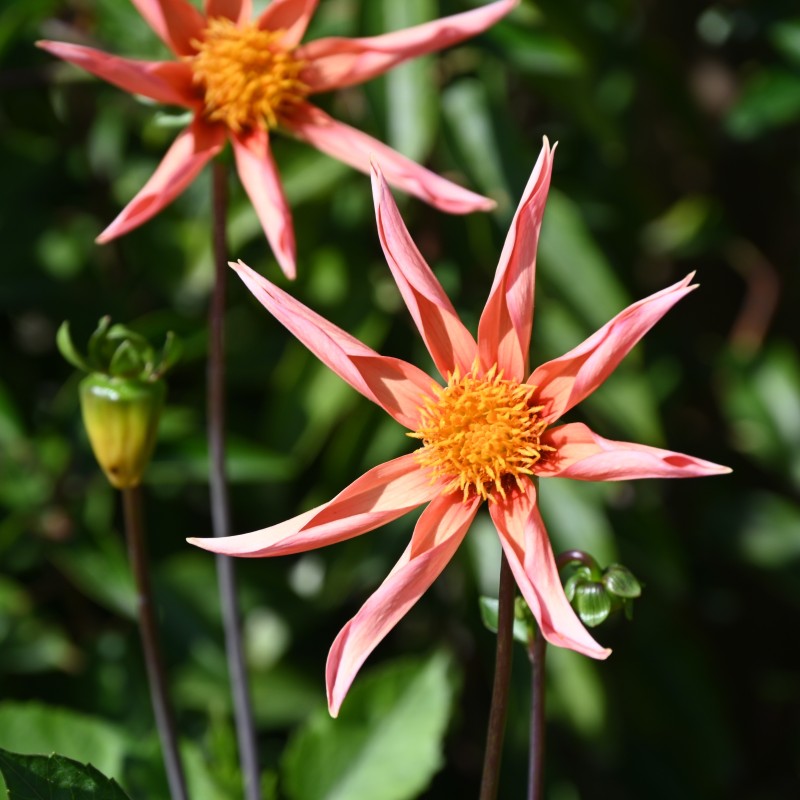 Dahlia 'Honka Orange'