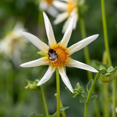 Dahlia 'Honka Wit'