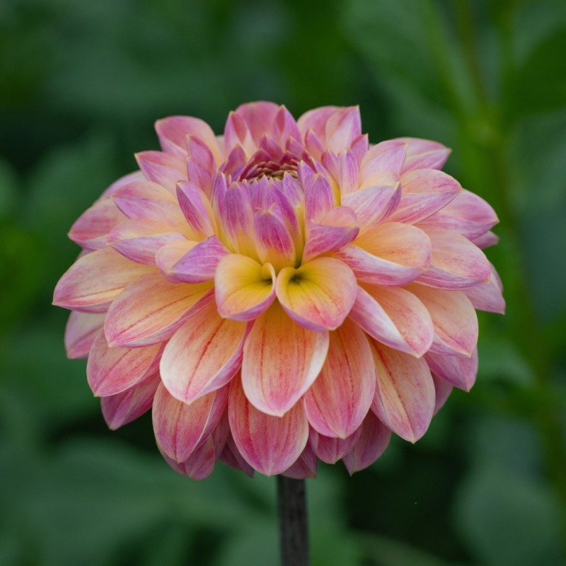 Dahlia 'Hapet Pastell' Dahlia 'Hapet Pastell'