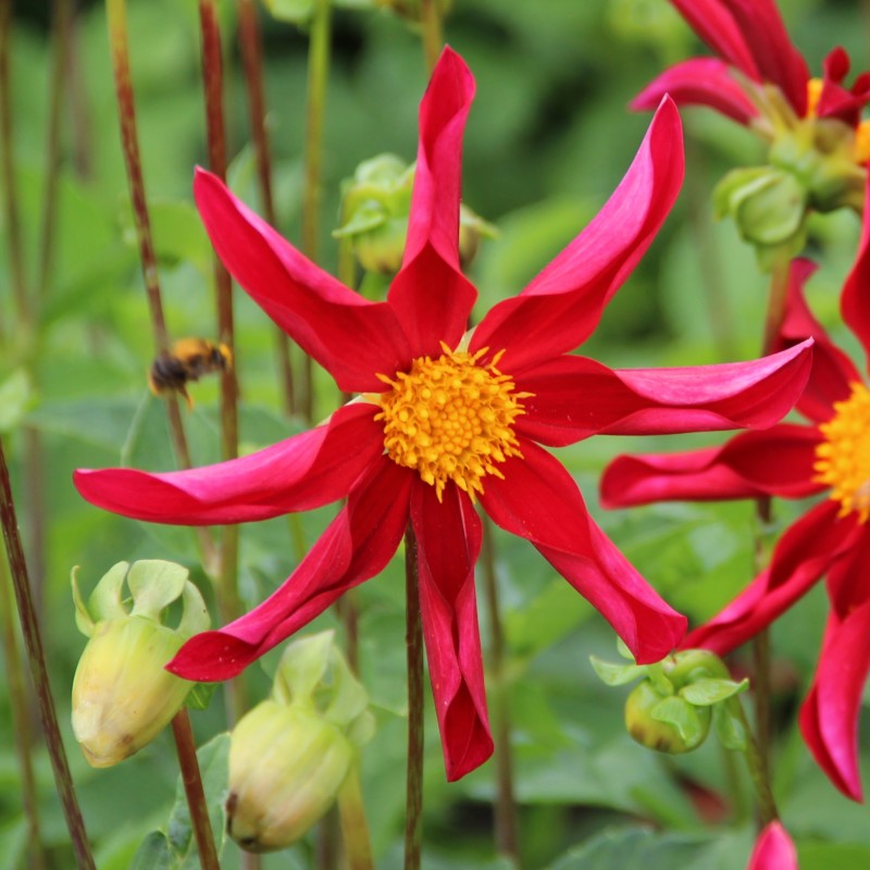 Dahlia 'Honka Rood'