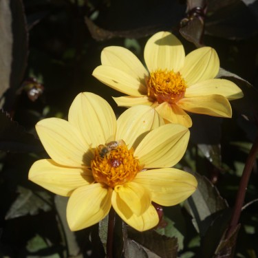 Dahlia 'Happy Single Party' ®