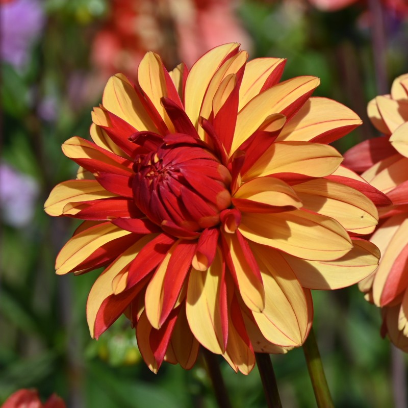 Dahlia 'Japlou' BIO