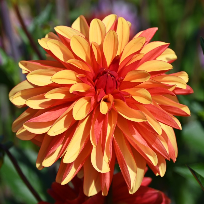 Dahlia 'Japlou' BIO