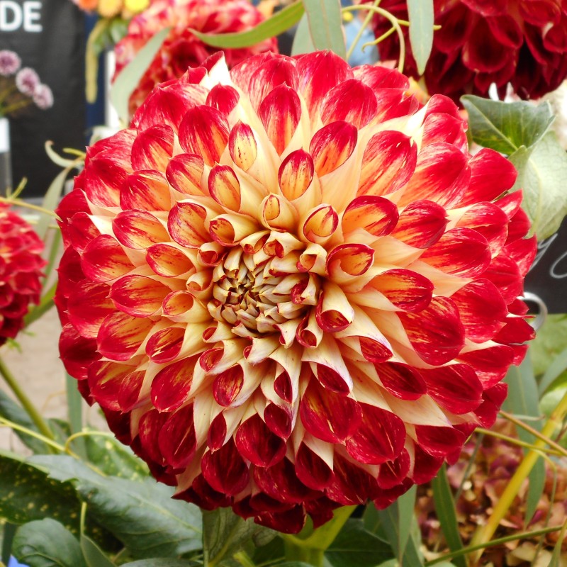 Dahlia 'Jowey Joshua'