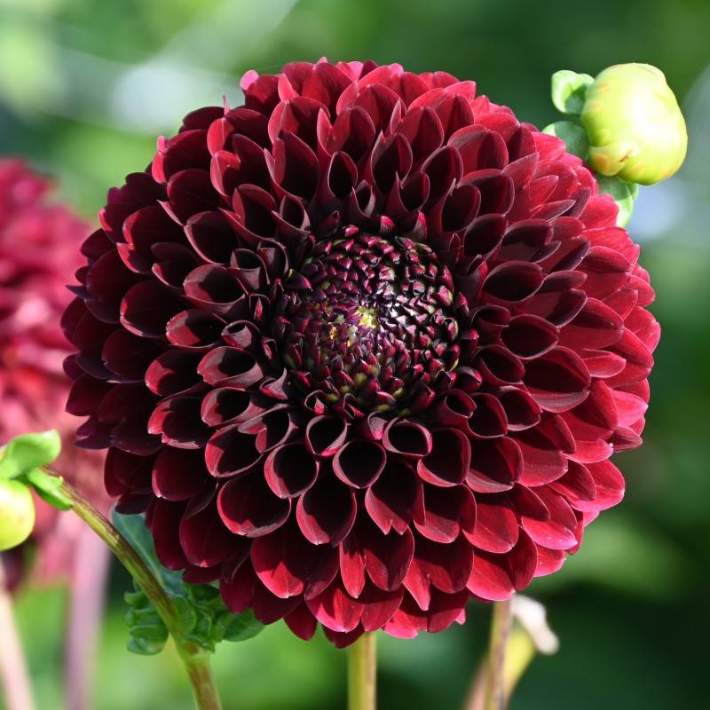Dahlia 'Jowey Mirella'