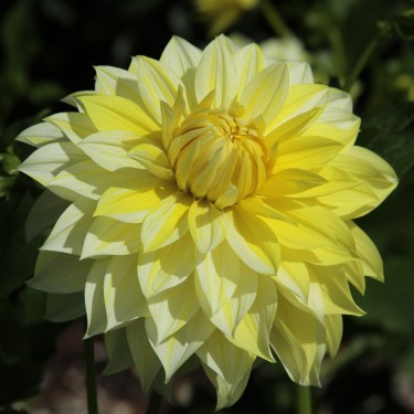 Dahlia 'La Luna US'