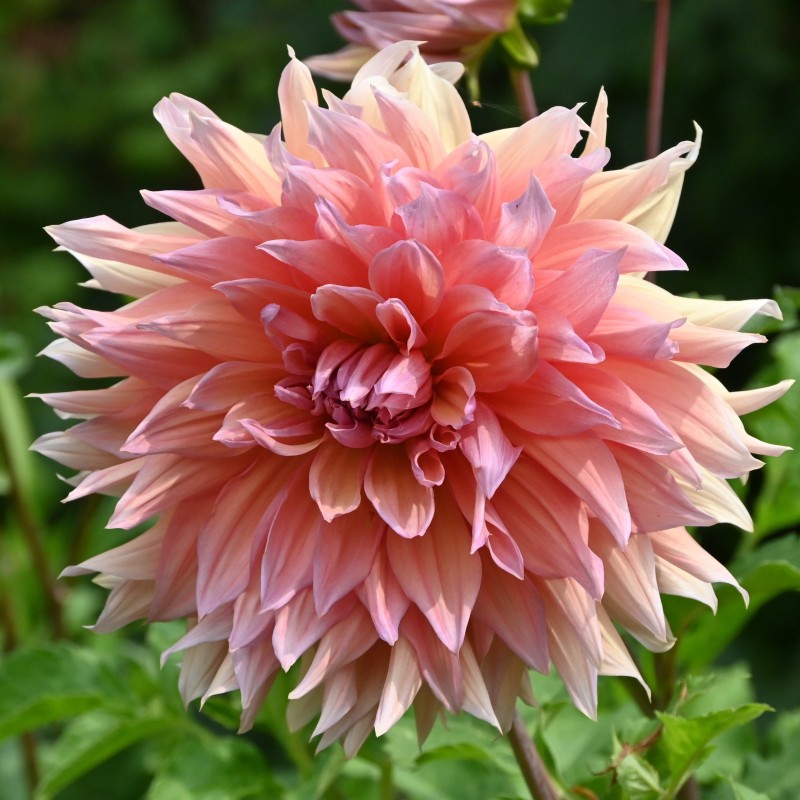 Dahlia 'Mango Madness' Dahlia 'Mango Madness'