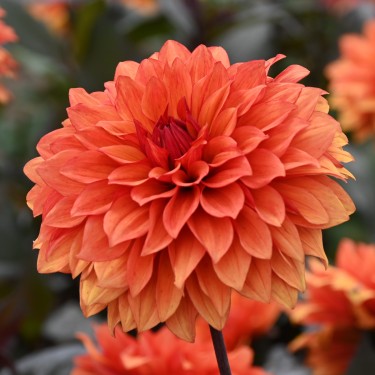 Dahlia 'Missis Trucella' Dahlia 'Missis Trucella'