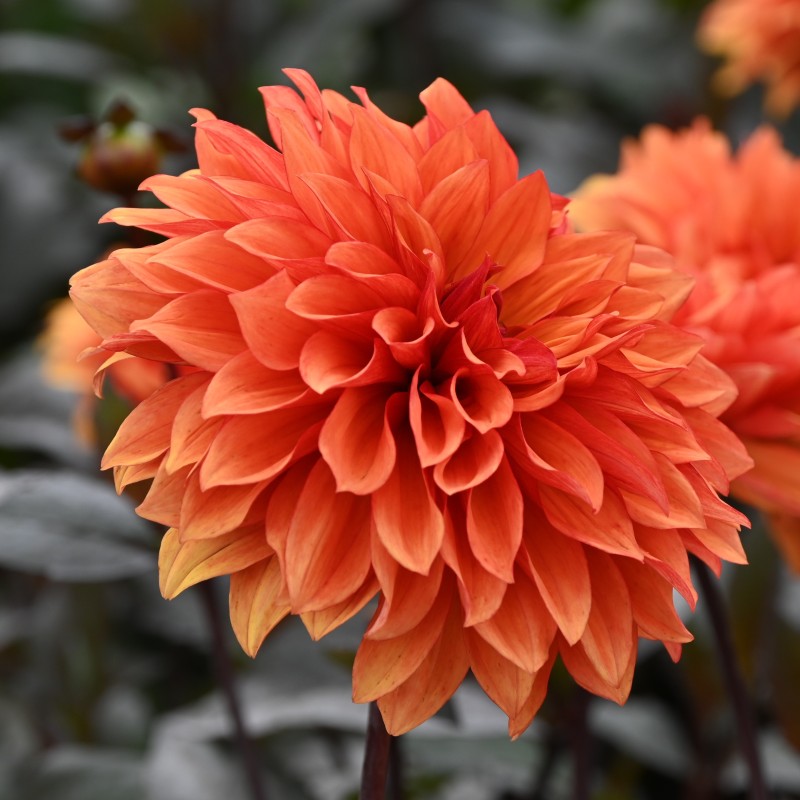Dahlia 'Missis Trucella' Dahlia 'Missis Trucella'