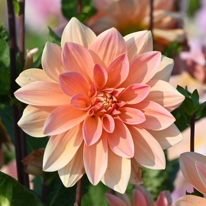 Dahlia 'Mister Frans' Dahlia 'Mister Frans'