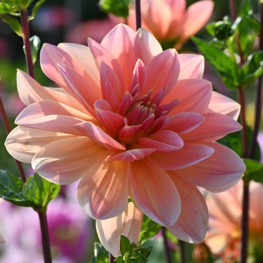 Dahlia 'Mister Frans' Dahlia 'Mister Frans'