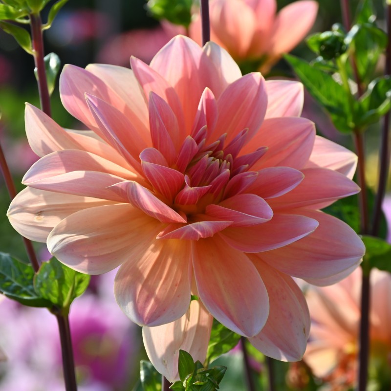 Dahlia 'Mister Frans' Dahlia 'Mister Frans'
