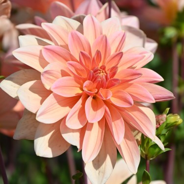 Dahlia 'Mister Frans' Dahlia 'Mister Frans'