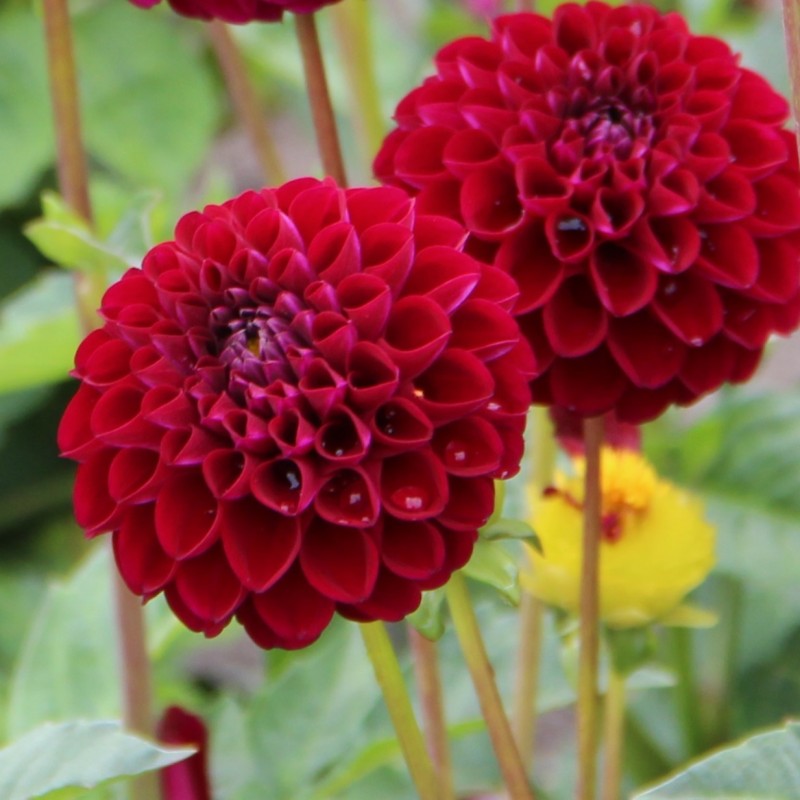 Dahlia 'Natal' -BIO-