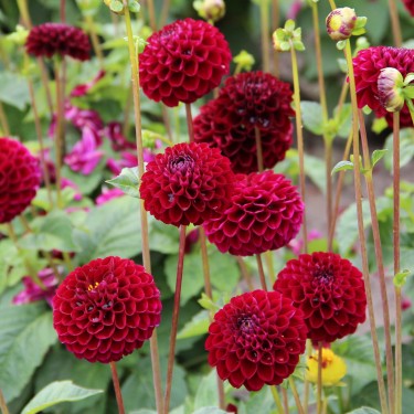 Dahlia 'Natal' -BIO-