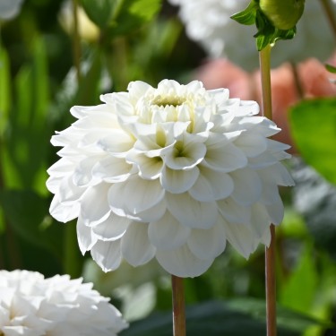 Dahlia 'Never Give Up' -BIO-