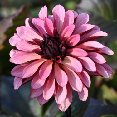 Dahlia 'Night Silence'