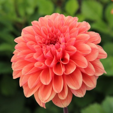 Dahlia 'Orange King' -BIO-