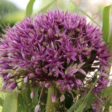 Allium 'Jackpot'